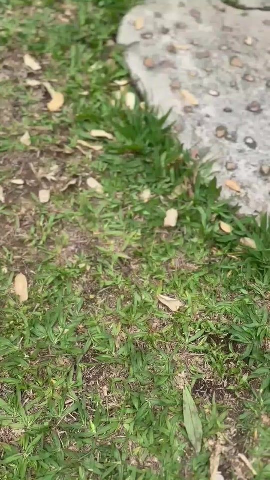 TikTok video thumbnail by ravinho15