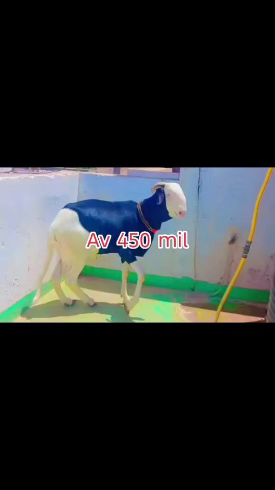 TikTok video thumbnail by soldaroufallou12