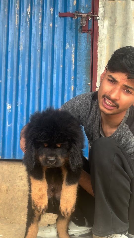 TikTok video thumbnail by himalayanmastiffnepal