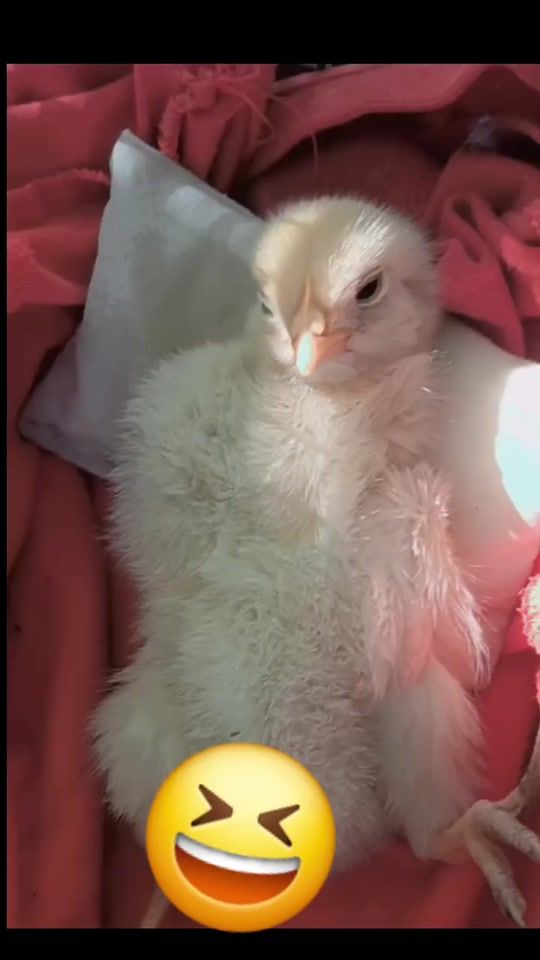 TikTok video thumbnail by anyuri011