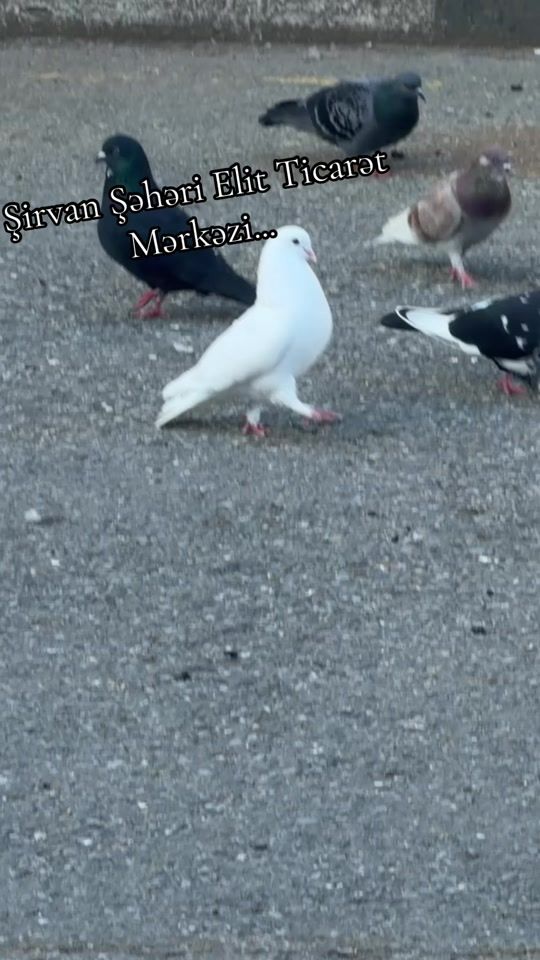 TikTok video thumbnail by r__a004