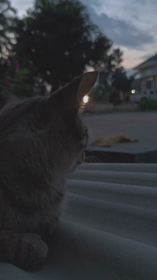 TikTok video thumbnail by rsakurajimamai