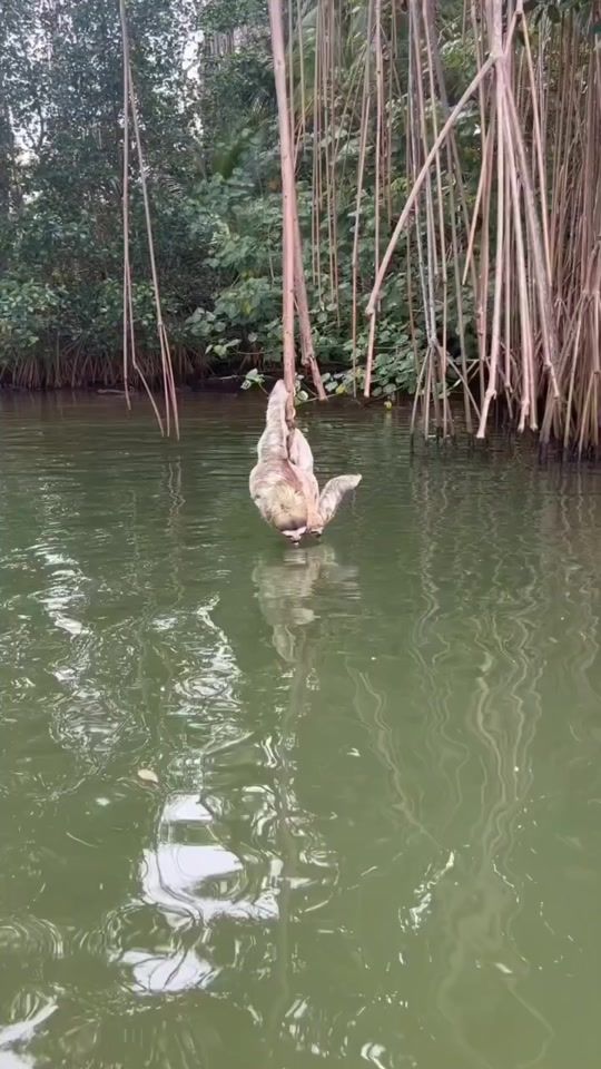 TikTok video thumbnail by amazoniantrails