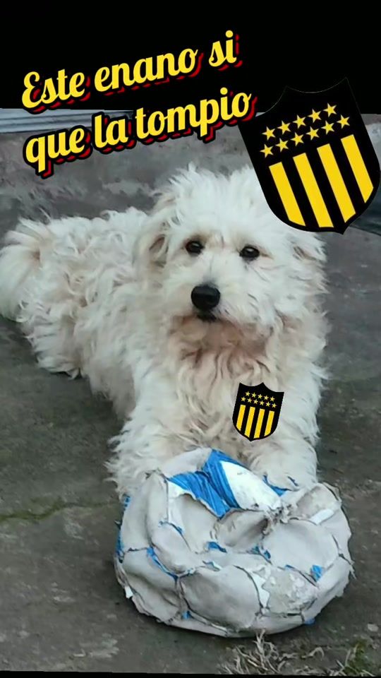 TikTok video thumbnail by javier.oddo