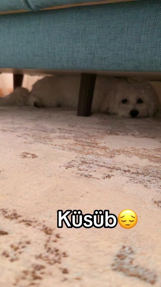 TikTok video thumbnail by maltipoobarnii