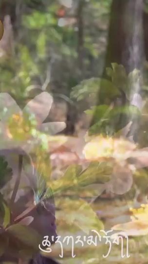 TikTok video thumbnail by thochu325