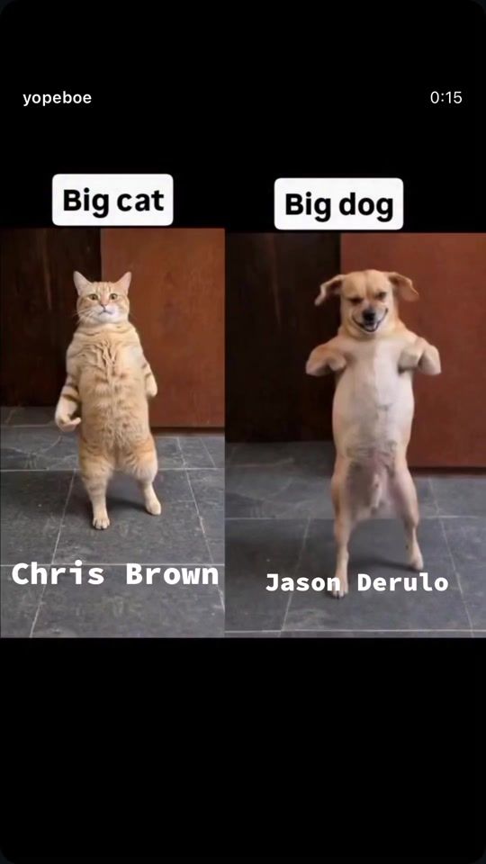 TikTok video thumbnail by titaelf