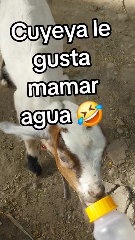 TikTok video thumbnail by daly4226