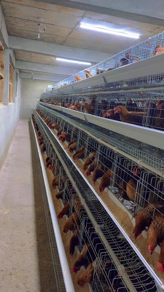 TikTok video thumbnail by rada_farmstead