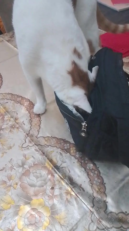 TikTok video thumbnail by nahedmahfouz03