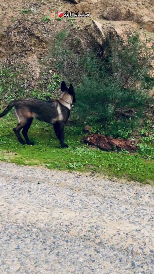 TikTok video thumbnail by dlali4