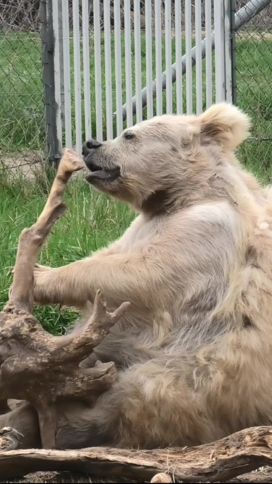 TikTok video thumbnail by whiterockbearsanctuary