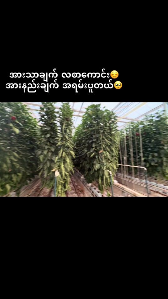 TikTok video thumbnail by thantsinthaw3