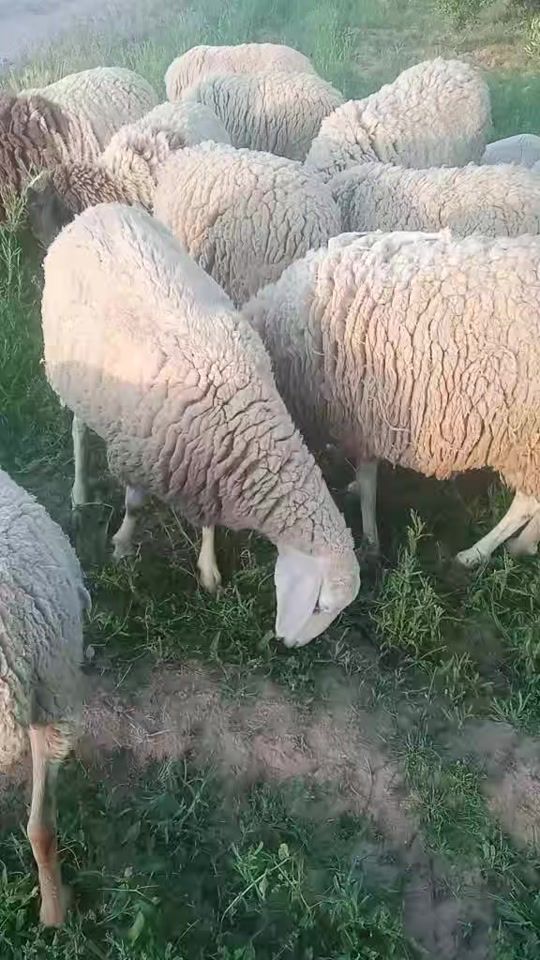 TikTok video thumbnail by mohamedbrahmi1377