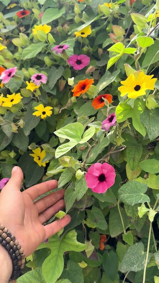 TikTok video thumbnail by karmi9220