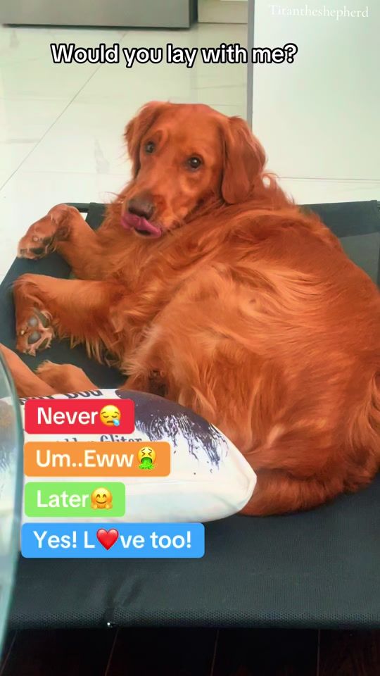 TikTok video thumbnail by life_with_cooper22