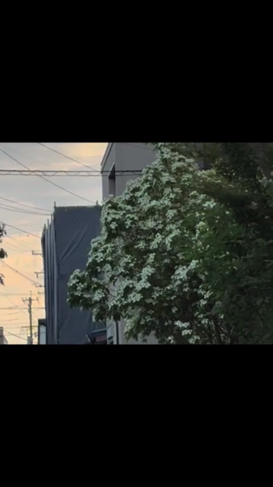 TikTok video thumbnail by ocha_sibui