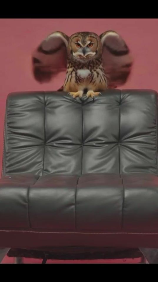 TikTok video thumbnail by miss_javankaaa