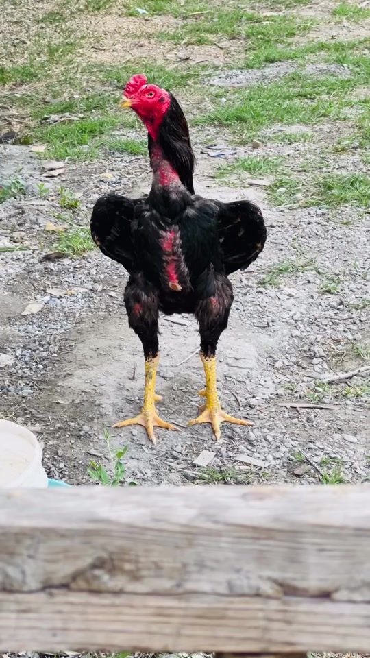 TikTok video thumbnail by gence_elmir