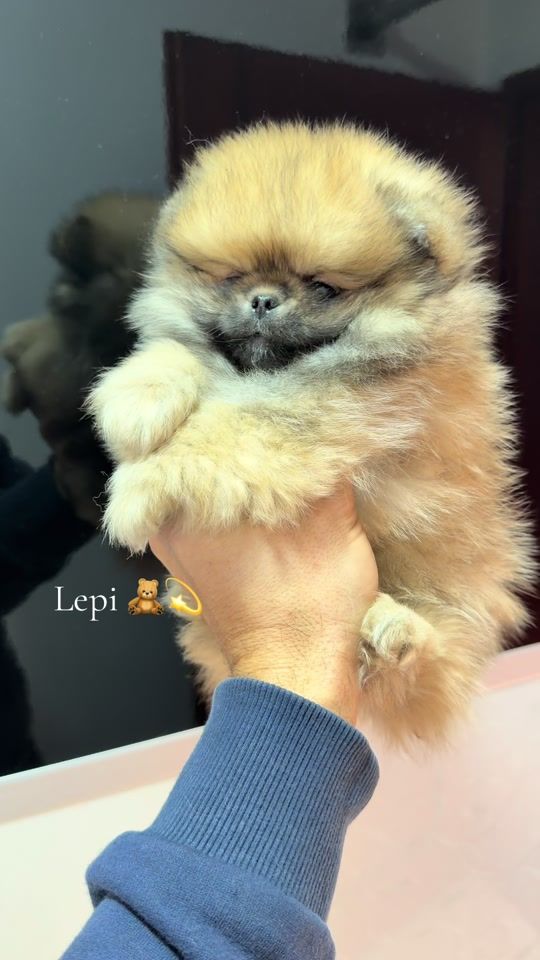 TikTok video thumbnail by lolapomsuperstar