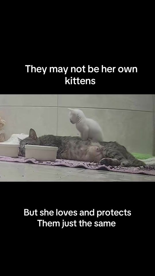 TikTok video thumbnail by iamraventhecat