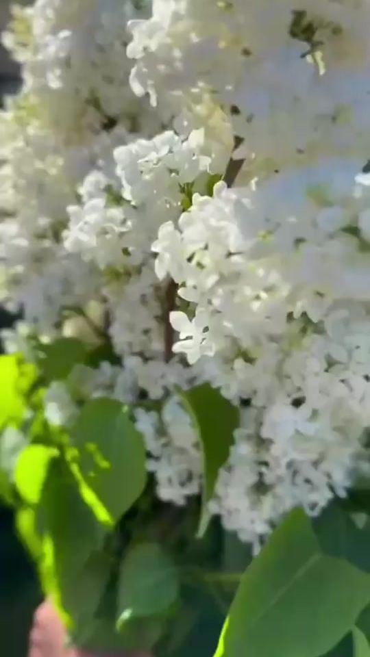 TikTok video thumbnail by madmazel_kosmetoloq045