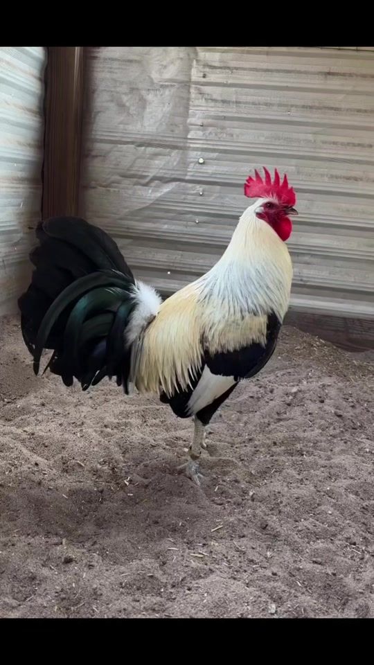 TikTok video thumbnail by greenjeanfarms