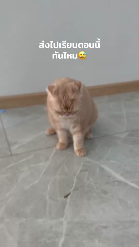 TikTok video thumbnail by katangofficial