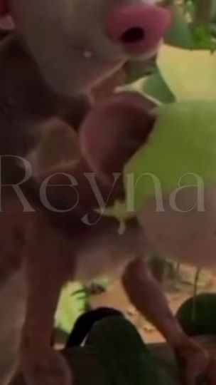 TikTok video thumbnail by reynamora_