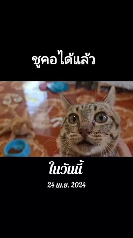 TikTok video thumbnail by pang_pond27