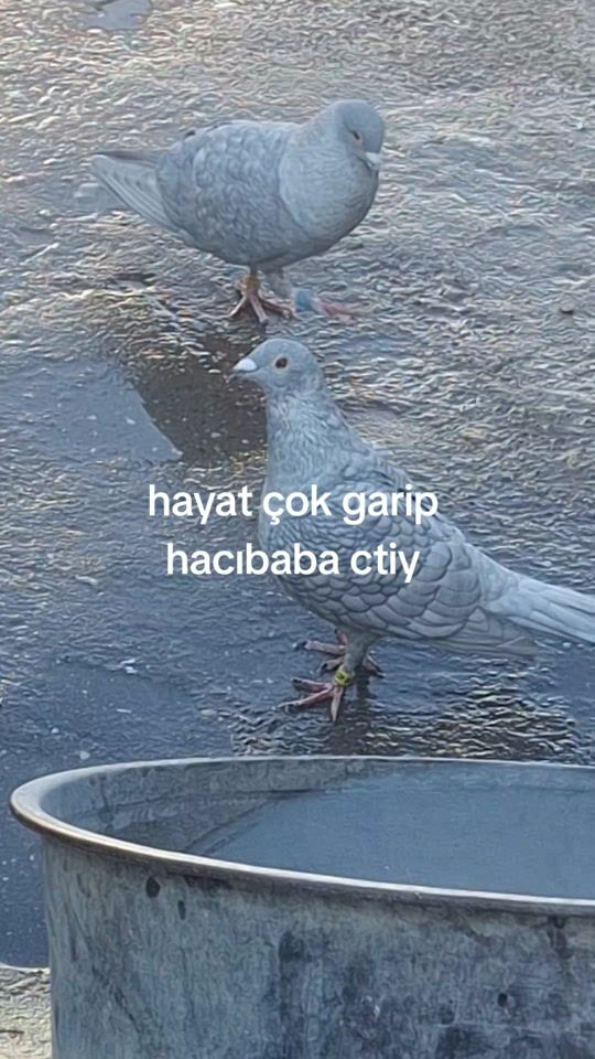 TikTok video thumbnail by fevzialtun27
