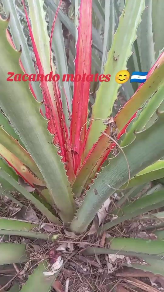 TikTok video thumbnail by marypazz65
