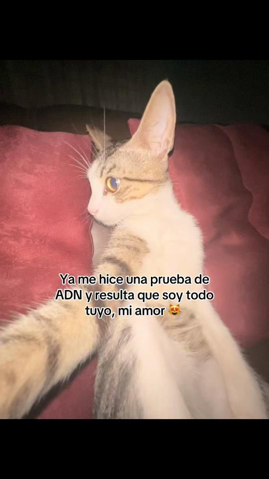 TikTok video thumbnail by soy_minimi_2.0