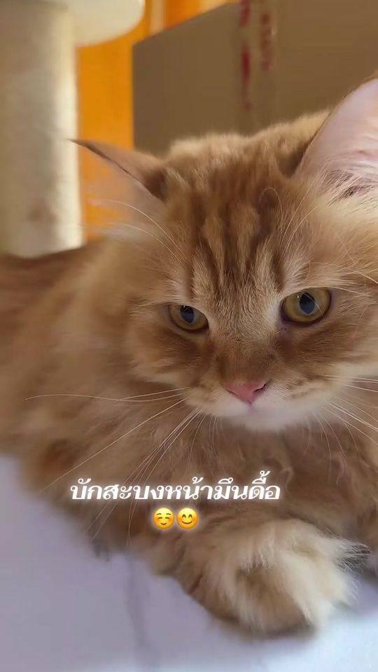 TikTok video thumbnail by ge_won116635885