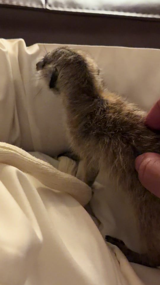 TikTok video thumbnail by moalhbabi