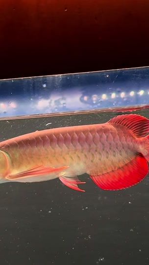 TikTok video thumbnail by dynasty_aquarium