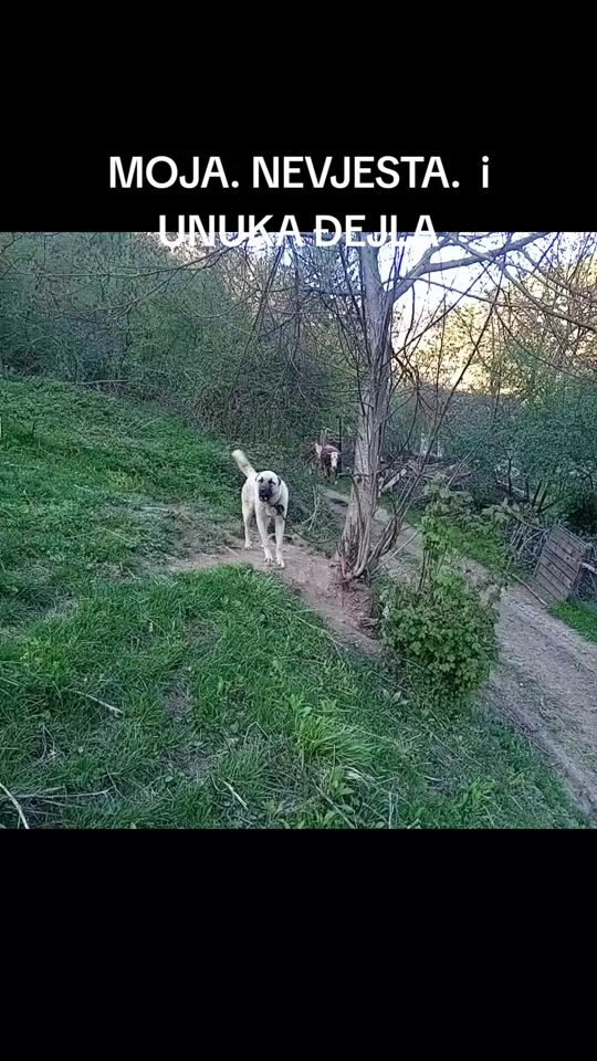 TikTok video thumbnail by ekogazda