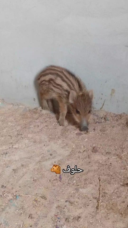 TikTok video thumbnail by houssem_dhouibi_