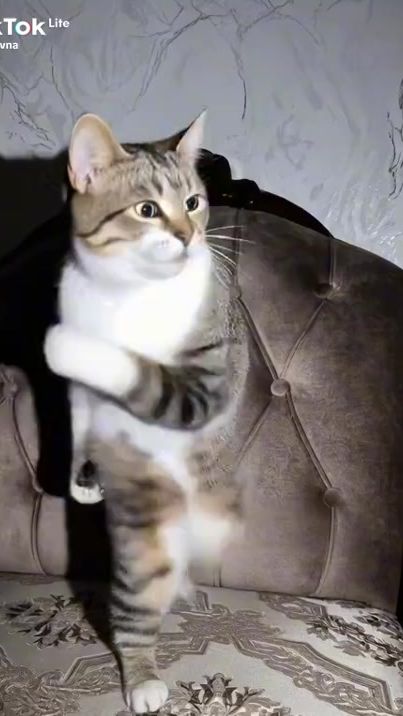 TikTok video thumbnail by dahliplus19