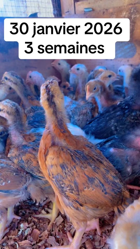 TikTok video thumbnail by lenomad97