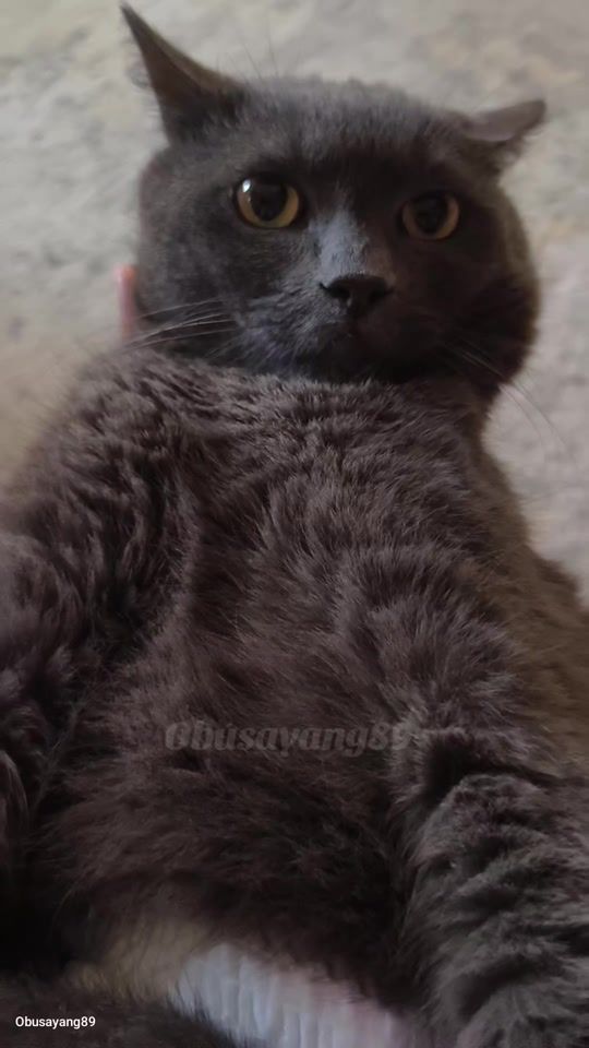 TikTok video thumbnail by obusayang89