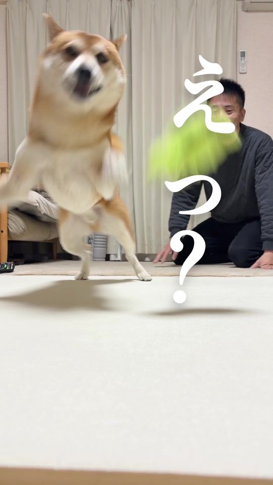 TikTok video thumbnail by shibaojisantomiurahantou