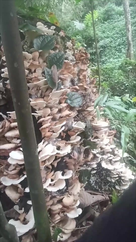 TikTok video thumbnail by basantithegim