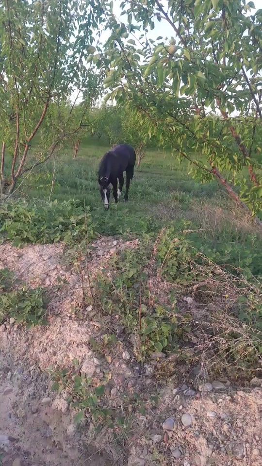 TikTok video thumbnail by user454490145525