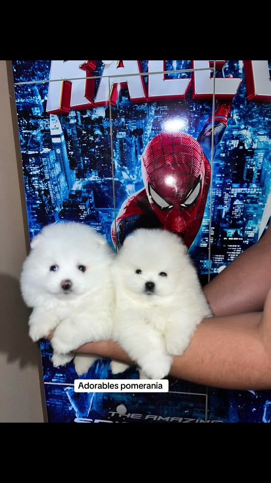 TikTok video thumbnail by pomeraniacute22