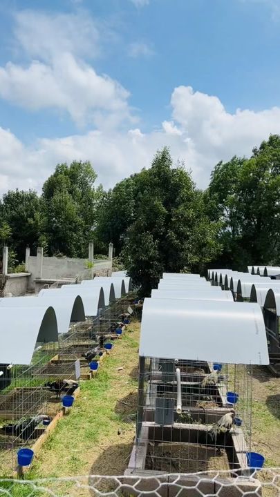 TikTok video thumbnail by dea.farm