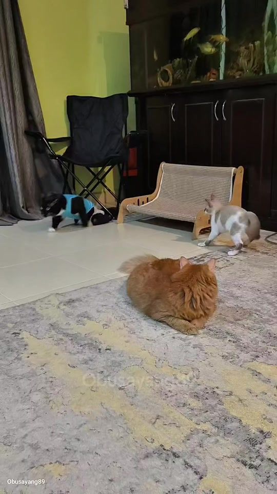 TikTok video thumbnail by obusayang89