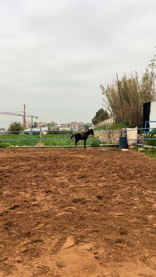 TikTok video thumbnail by nurabbood