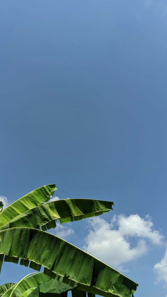 TikTok video thumbnail by 2.4.4.3..4