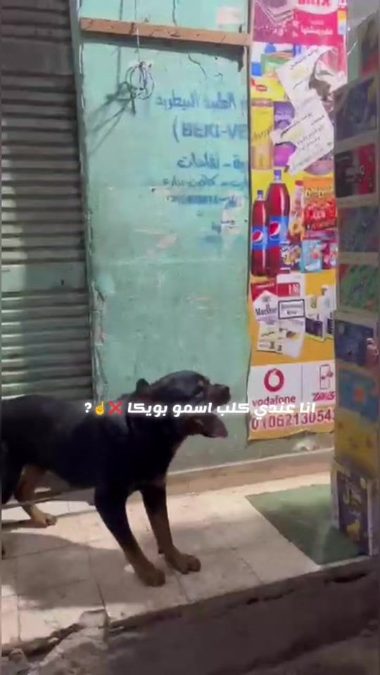 TikTok video thumbnail by gamal_hashem